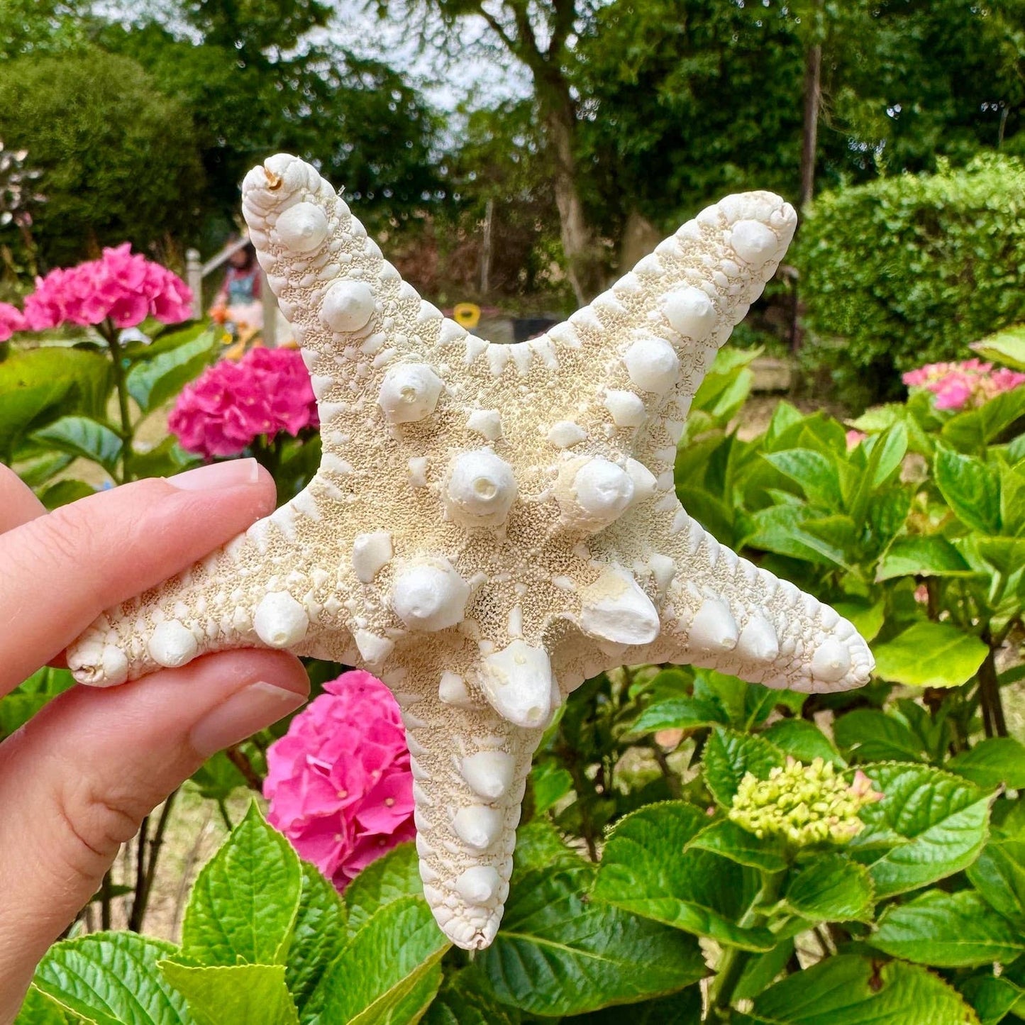 Starfish knobby white 7cm price individual dried white star