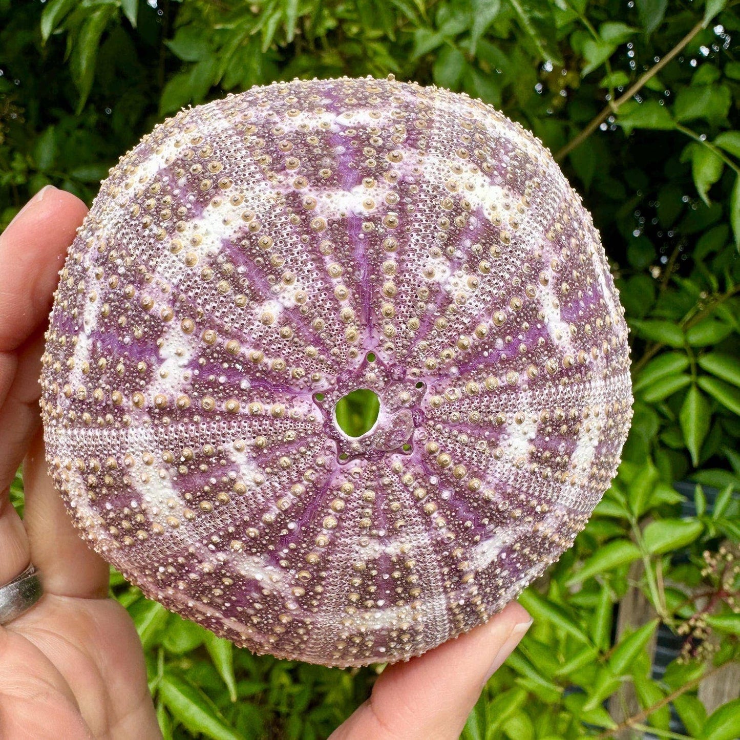 Purple sea urchin shell 6cm Purple urchin by elf uk