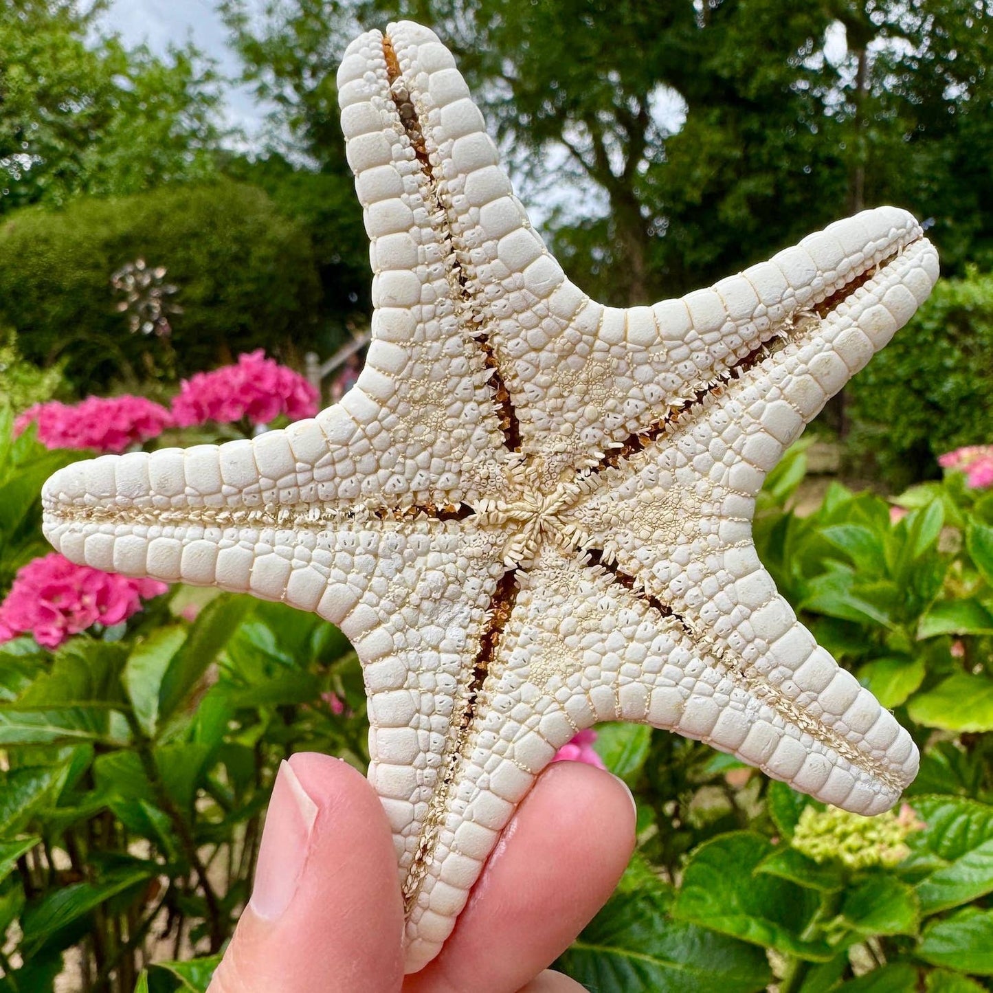 Starfish knobby white 7cm price individual dried white star