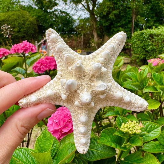 Starfish knobby white 7cm price individual dried white star