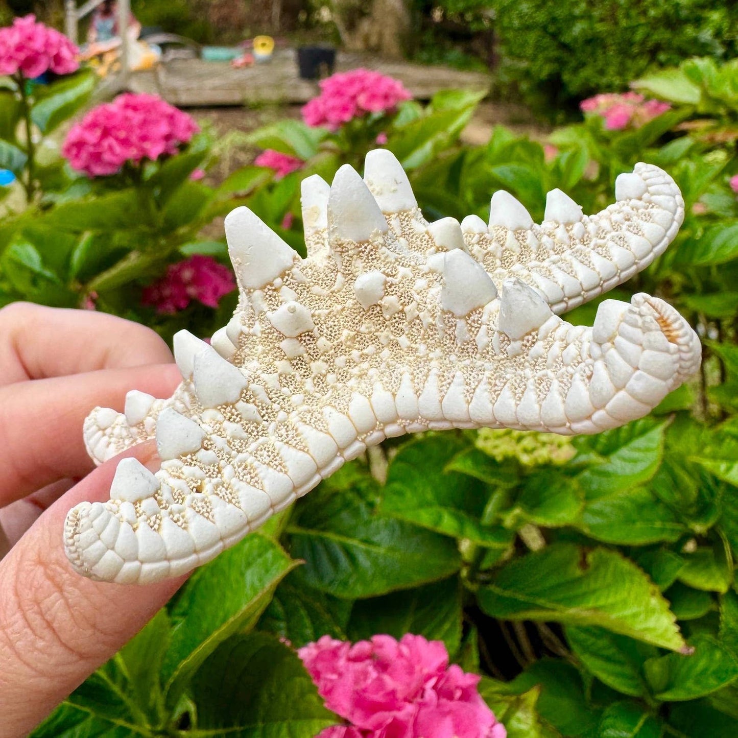 Starfish knobby white 7cm price individual dried white star