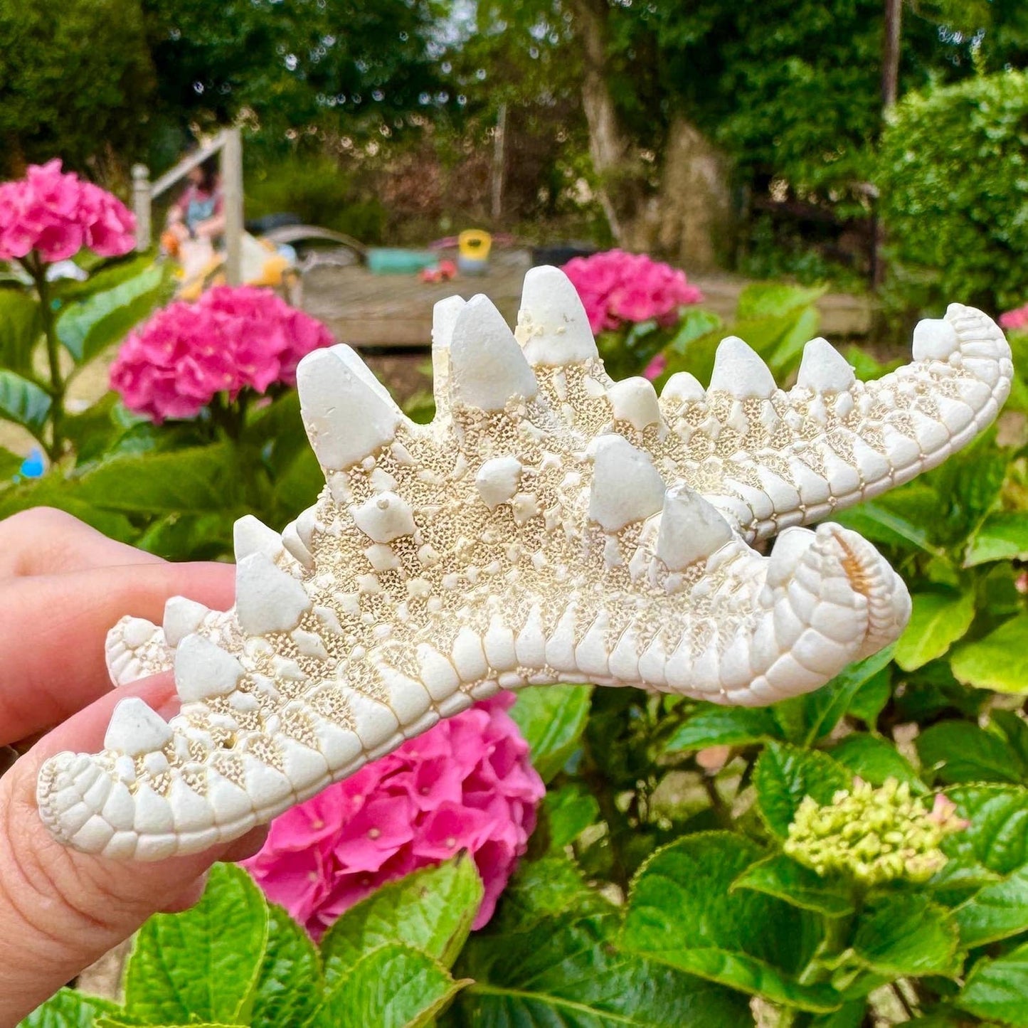 Starfish knobby white 7cm price individual dried white star