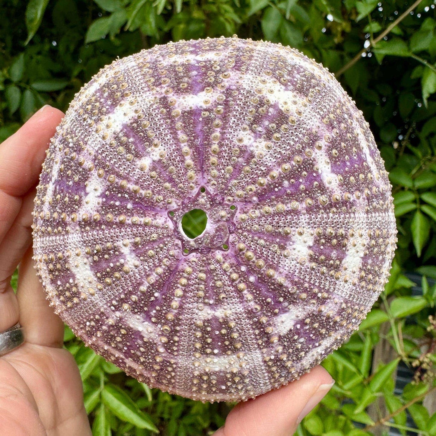 Purple sea urchin shell 6cm Purple urchin by elf uk