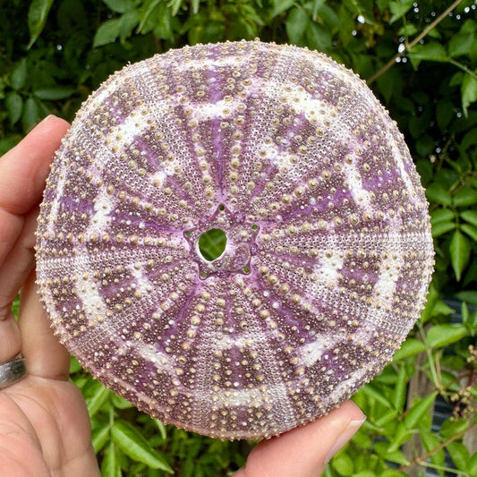 Purple sea urchin shell 6cm Purple urchin by elf uk